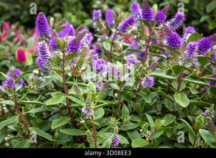 Mappleborough Green Garden Centre Banque D'Images