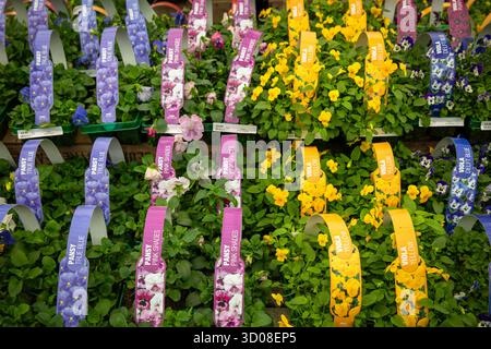 Mappleborough Green Garden Centre Banque D'Images
