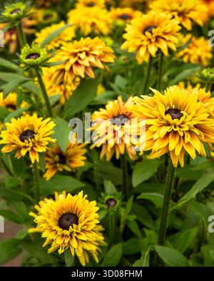 Mappleborough Green Garden Centre Banque D'Images