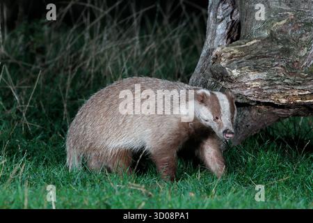 BLAIREAU érythristique (Meles meles) cueillant la nuit, Royaume-Uni. Banque D'Images