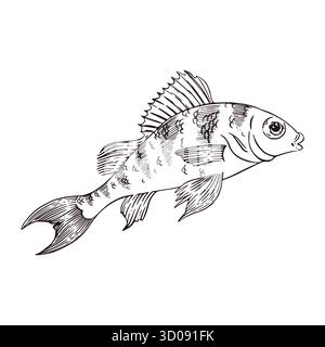 Un poisson bar avec une ailette et des rayures sur son dos, dessiné à la main à l'encre et converti en vecteur. Graphiques vectoriels pour produits alimentaires, magasins de pêche, livres Illustration de Vecteur