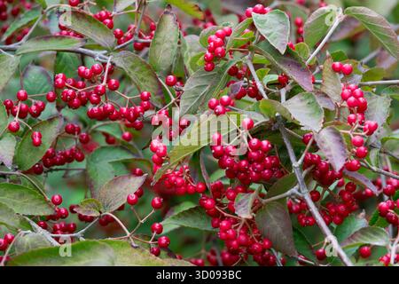 Hêtre Viburnum, baies rouges Viburnum erosum 'Punctatum' Banque D'Images