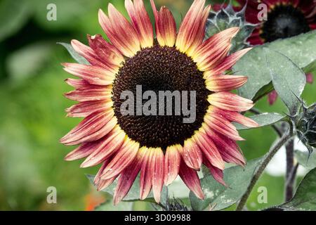 Helianthus annuus 'Desire Red', Garden Sunflower, Red flower gros plan Banque D'Images