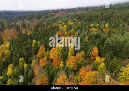 Francfort, Hesse, Allemagne. 22 octobre 2025. Les couleurs d'automne couvrent les forêts des collines du Taunus près de Francfort, en Allemagne. (Crédit image : © Matias Basualdo/ZUMA Press Wire) USAGE ÉDITORIAL SEULEMENT ! Non destiné à UN USAGE commercial ! Banque D'Images