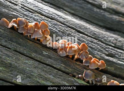 champignon brun/champignons sur bûche Banque D'Images