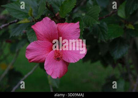 Gros plan d'une fleur d'Hibiscus chinois rose (Hibiscus rosa-sinensis) en pleine floraison, montrant de délicats pétales rose foncé et de fins détails floraux. Banque D'Images