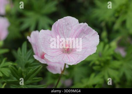 Bec de crane sanglant rayé (Geranium sanguineum 'striatum'), fleurissant dans une bordure de jardin anglais. Banque D'Images
