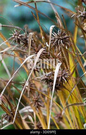 Morning Star Sedge, Carex grayi, Bur Sedge, Mace-Head Sedge Grass automne Banque D'Images