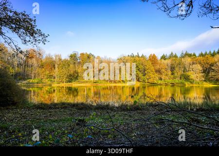 Vue sur le Windsborn Kratersee et le paysage environnant. Nature au lac dans la région de l'Eifel en automne au cratère volcanique près de Bettenfeld Banque D'Images