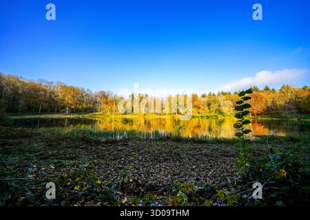 Vue sur le Windsborn Kratersee et le paysage environnant. Nature au lac dans la région de l'Eifel en automne au cratère volcanique près de Bettenfeld Banque D'Images