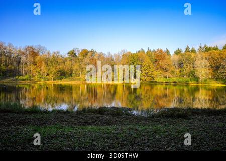 Vue sur le Windsborn Kratersee et le paysage environnant. Nature au lac dans la région de l'Eifel en automne au cratère volcanique près de Bettenfeld Banque D'Images