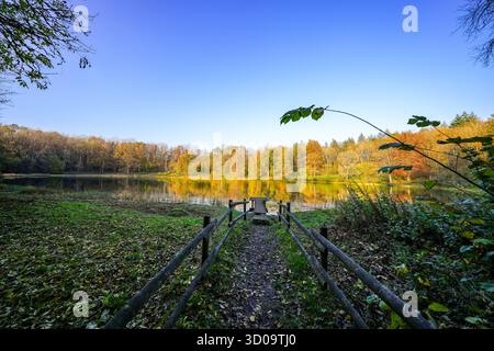 Vue sur le Windsborn Kratersee et le paysage environnant. Nature au lac dans la région de l'Eifel en automne au cratère volcanique près de Bettenfeld Banque D'Images