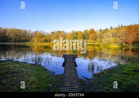 Vue sur le Windsborn Kratersee et le paysage environnant. Nature au lac dans la région de l'Eifel en automne au cratère volcanique près de Bettenfeld Banque D'Images