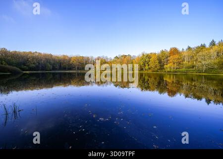 Vue sur le Windsborn Kratersee et le paysage environnant. Nature au lac dans la région de l'Eifel en automne au cratère volcanique près de Bettenfeld Banque D'Images