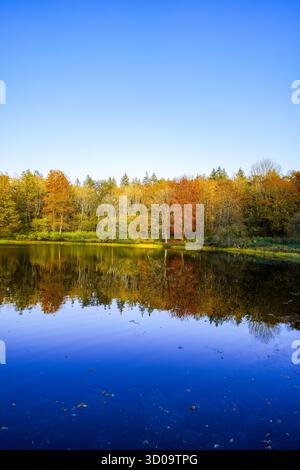 Vue sur le Windsborn Kratersee et le paysage environnant. Nature au lac dans la région de l'Eifel en automne au cratère volcanique près de Bettenfeld Banque D'Images