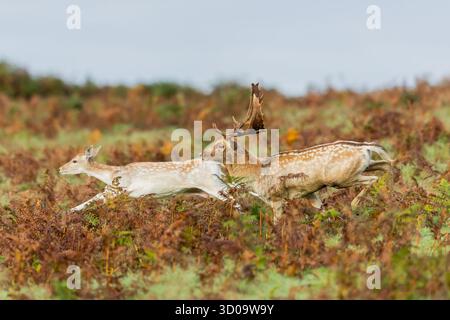 Red Stag Deer foulait leurs trucs pour impressionner les cerfs femelles et combattre d'autres cerfs pendant la saison des ornières des cerfs à Bradgate Park dans le Leicestershire Banque D'Images