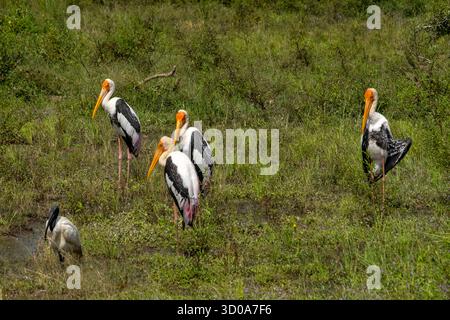 Sri Lanka, parc national de Yala, cigogne peinte (Mycteria leucocephala), groupe Banque D'Images