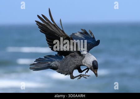 Jackdaw, Corvus monedula, oiseau adulte en vol Northumberland juin Banque D'Images