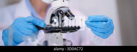 Les mains des scientifiques professionnels portent des gants bleus placez l'échantillon microscopique sur la lame conduisent une expérience de recherche biologique importante dans le laboratoire stérile envi Banque D'Images
