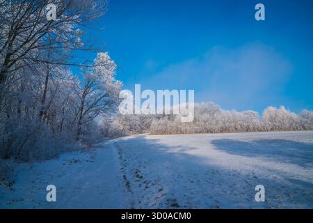 Allemagne, neige blanche couvert de forêt d'arbres paysage nature paysage magique tôt le matin randonnée en silence à travers la neige blanche merveille d'hiver avec Banque D'Images