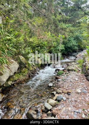 Ruisseau de montagne coulant à travers une forêt tropicale dense près de Volcán, Panama, roches moussues, fougères et feuillage vert, une scène naturelle sereine. Banque D'Images