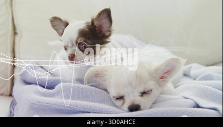 Chien à poil long se reposant sur une couverture lavande au-dessus du coussin du canapé du salon Banque D'Images