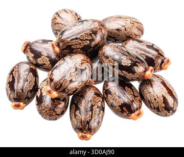 Graines d'huile de ricin brillantes, marbrées et en forme de haricot sur fond blanc. Le fichier contient des chemins de détourage. Banque D'Images