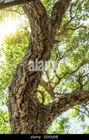 Troncs de chêne recouverts d'une vieille écorce gros plan. Banque D'Images