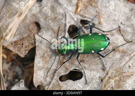 Six-tache Tiger Beetle, Cicindela sexguttata Banque D'Images