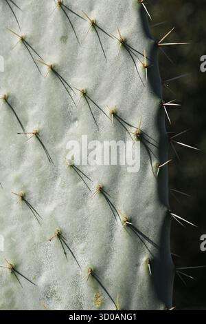 Figue barbare, Opuntia ficus-indica, feuille en gros plan Banque D'Images