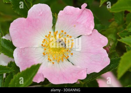 Guêpe sauvage pollinisant la fleur de Rosa canina Banque D'Images