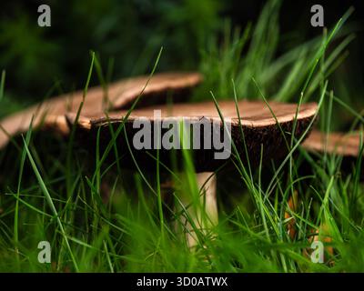 Toadstools chapeau plat poussant dans l'herbe Banque D'Images