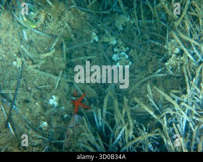 Étoile de mer rouge sur un fond marin couvert d'herbiers dans des eaux côtières peu profondes Banque D'Images