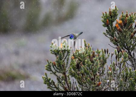 Chimborazo Hillstar (Oreotrochilus chimborazo) planant près des fleurs de chuquiragua dans le páramo sous une pluie légère, Chimborazo, Équateur Banque D'Images