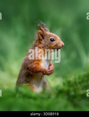 Écureuil roux (Sciurus vulgaris) debout sur de la mousse verte dans un cadre forestier — animal sauvage alerte et curieux dans son habitat naturel Banque D'Images