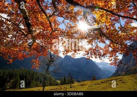 Les rayons du soleil et les feuilles rouge automne d'Un hêtre cuivré (Fagus Sylvatica F. purpurea) s'élèvent au-dessus du Panorama de montagne dans le Großen Ahornboden, Un mon naturel Banque D'Images