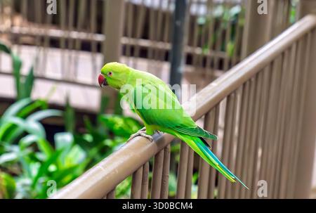 Perruche vert éclatant entourée de roses perchée gracieusement sur une balustrade, mettant en valeur son plumage vif et son bec rouge saisissant au milieu d'un décor naturel luxuriant Banque D'Images