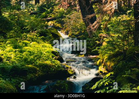 Un ruisseau serein coule à travers une forêt luxuriante et vibrante, invitant à l'exploration. Lac Ohara, C.-B. Banque D'Images