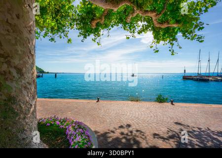 Vue d'été ensoleillée sur la promenade pavée et un grand platane encadrant le lac de Garde dans le village de Garda, Vénétie, Italie. Voilier sur le Wat bleu étincelant Banque D'Images