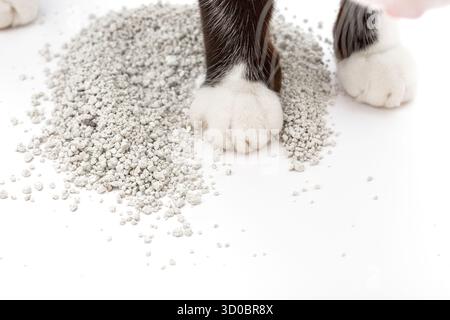 Pattes de chat coulant dans la litière dispersée pour chat, montrant la texture et les détails. Propreté dans la maison. Banque D'Images