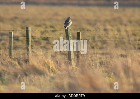 Hibou à oreilles courtes perché sur un poteau de clôture. Comté de Durham, Angleterre, Royaume-Uni. Banque D'Images