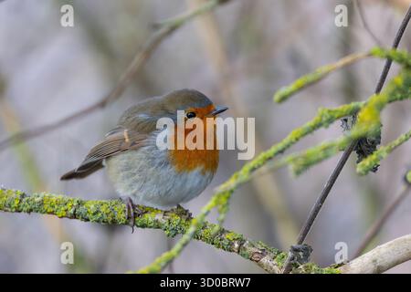 Robin perché sur une brindille couverte de lichen. Banque D'Images