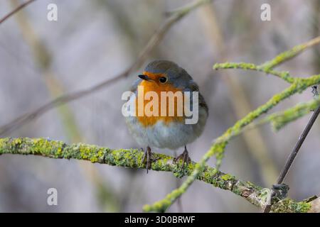 Robin perché sur une brindille couverte de lichen. Banque D'Images