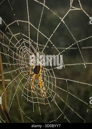 Toile d'araignée recouverte de rosée. Des scènes matinales des bois britanniques et des prairies autour de la New Forest, y compris des insectes, de la flore et de la faune Banque D'Images