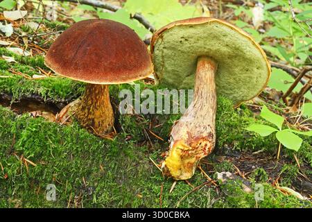 Détail d'un bolete admirable, Aureoletus mirabilis, champignon poussant à l'état sauvage dans la forêt nationale de Deschutes dans les Cascades Mountains du centre de l'Oregon Banque D'Images