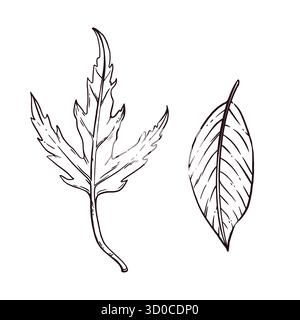 Ensemble d'illustrations vectorielles de feuilles d'automne, feuille d'érable, feuille de châtaignier. Tous les objets sont dessinés à la main à l'encre et convertis en vecteur. Parfait pour Illustration de Vecteur