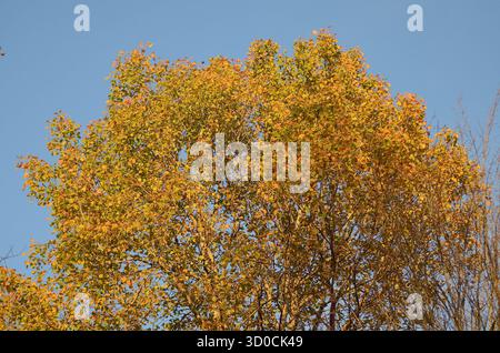 Au sommet d'un arbre montrant des feuilles changeant de couleur Banque D'Images