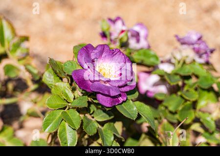 Floraison de rosiers dans le jardin Banque D'Images