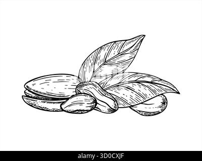 Noix de pistache avec feuilles monochrome illustration d'encre de ligne vectorielle. Noix séchée saine en coquille et graines pelées croquis graphique réaliste. Illustration de Vecteur