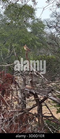 BirdWatch Spot on the Trail to Jacob’s Well avec Female Northern Cardinal, Texas Banque D'Images